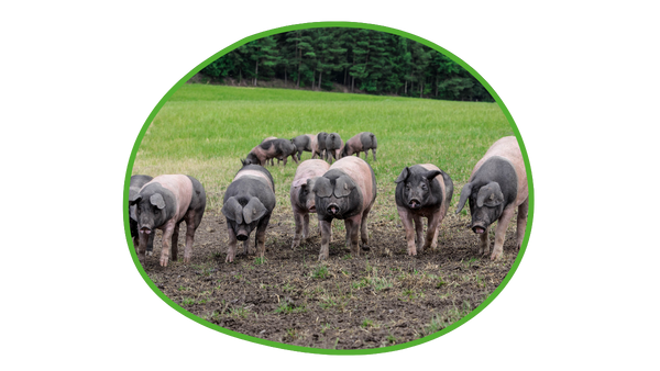 Schweine auf einer Wiese