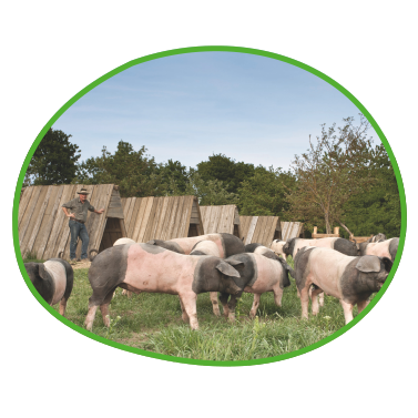 Landwirt mit Schweinen auf dem Feld