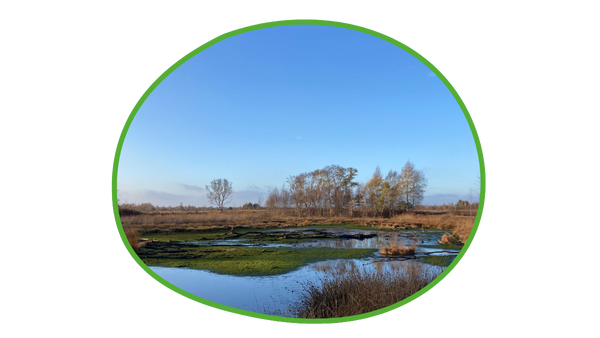 Intakte Moorlandschaft