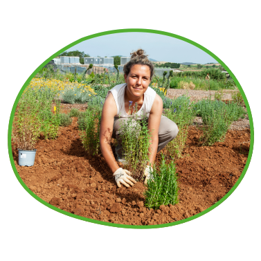 Kräuter pflanzen im Insektengarten