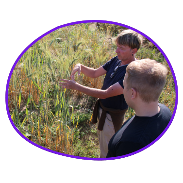 Weizensorten züchten