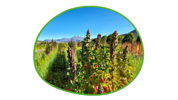 Weiterentwicklung von dynamischen Agroforstsystemen