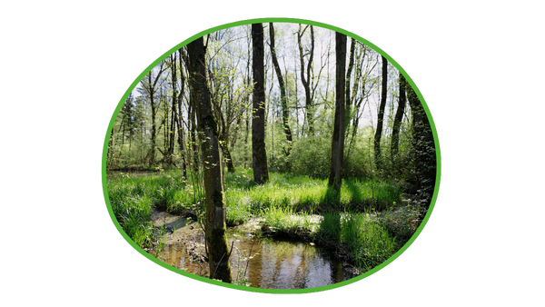 Biotop auf Firmengelände