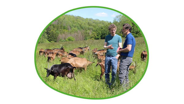 Artgerechte Haltung von Ziegen