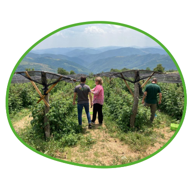 Klimaresistente Beerenproduktion