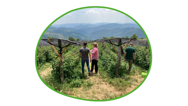 Klimaresistente Beerenproduktion