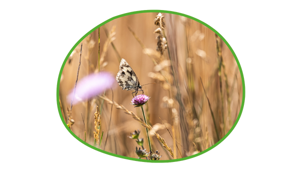 Schmetterling im Getreidefeld