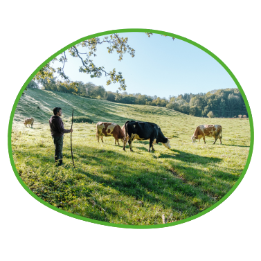 Landwirt auf Kuhweide