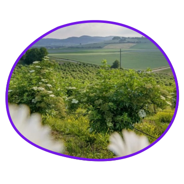 Regionaler Rohstoffanbau in der Rhön