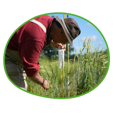 Landwirt auf dem Feld bei Getreidezüchtung