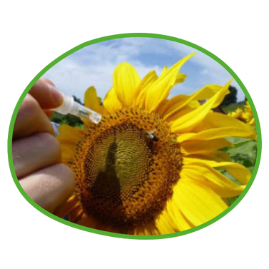 Sonnenblumen Analyse