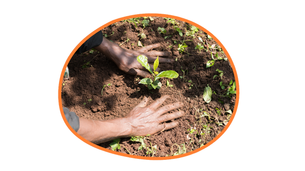 Kaffee Anbau in Äthiopien